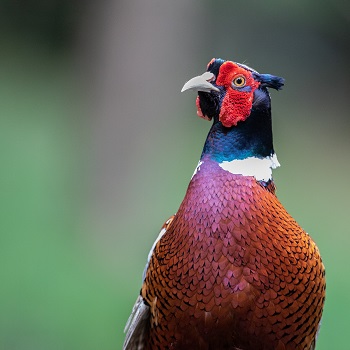 Winning pheasant hunting tips [learn now!]
